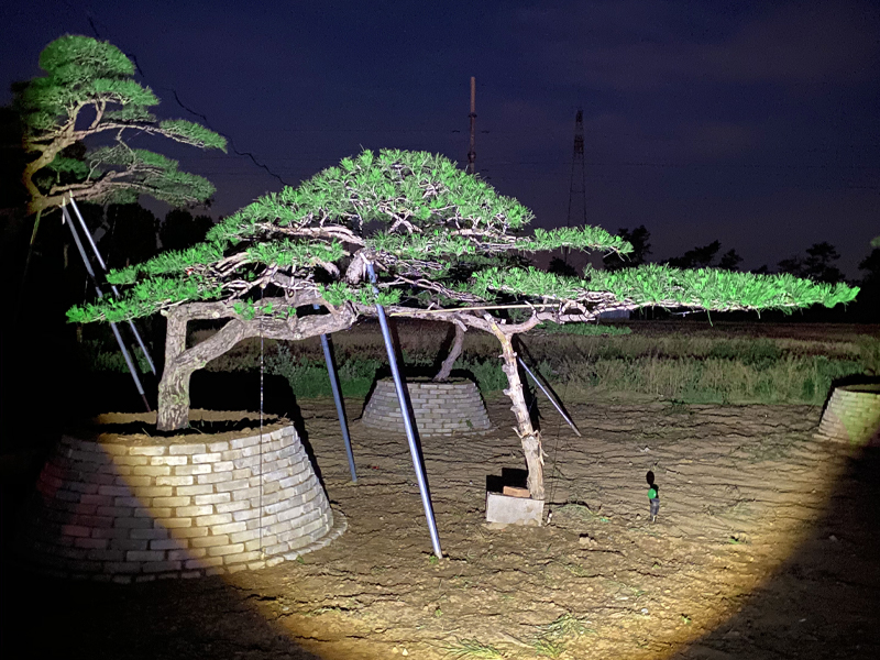 造型松園林