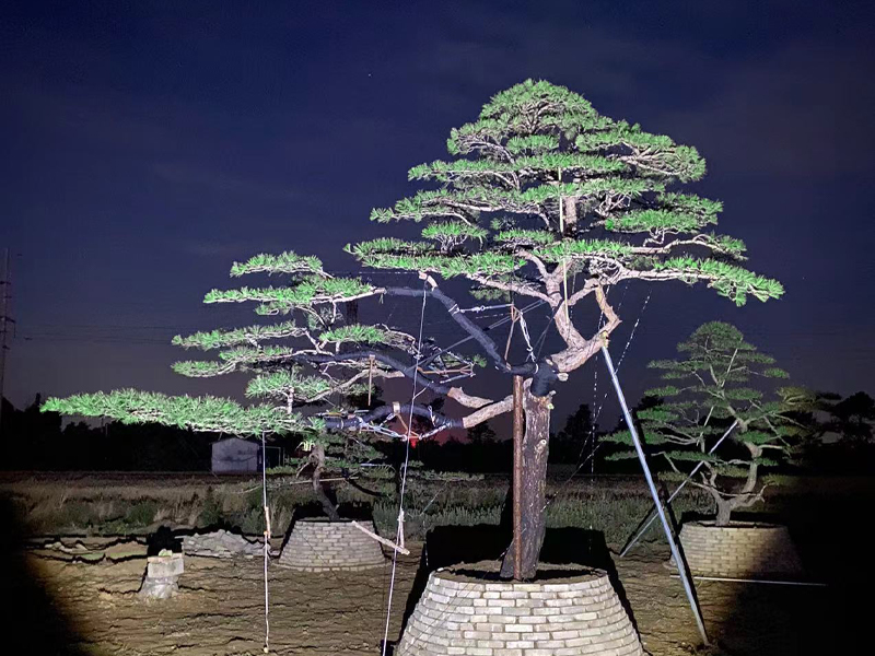 造型油松園林