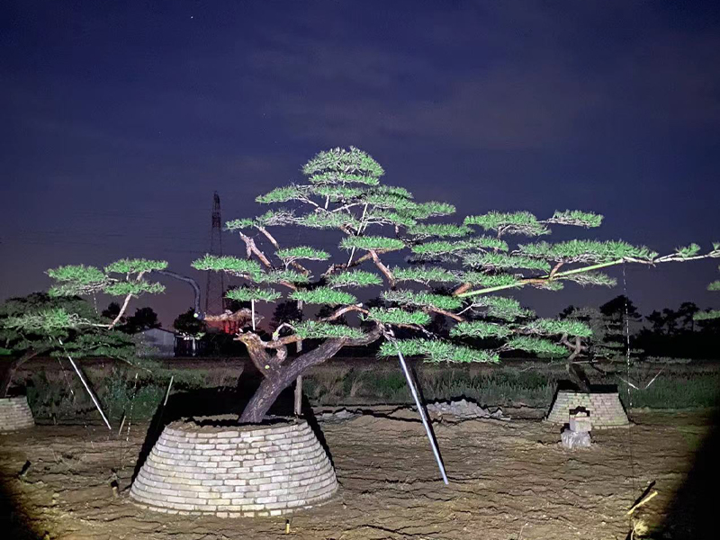 造型松基地