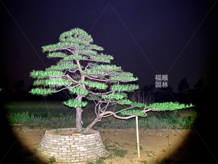 造型松树