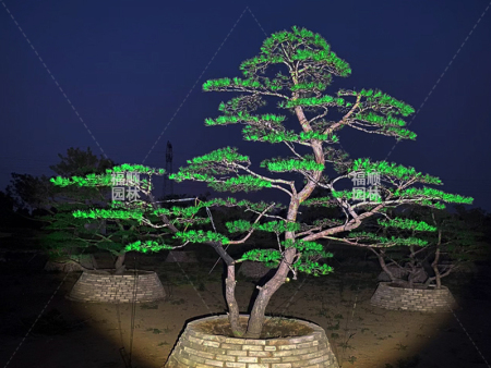 造型黑松种植基地