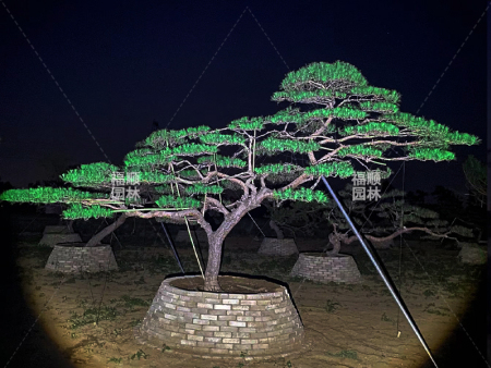 造型松