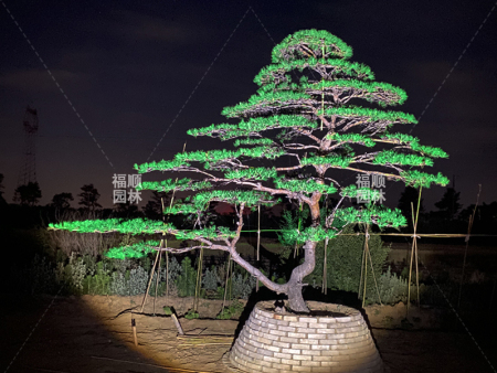 造型黑松