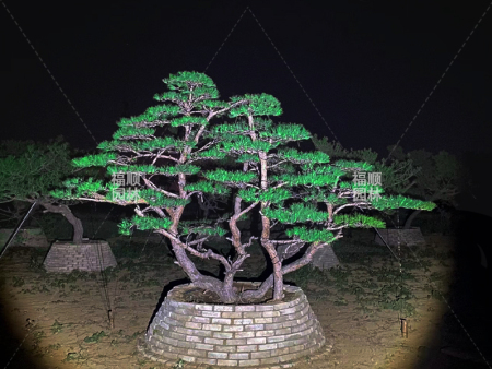 泰山迎客松