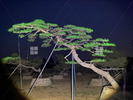 泰山迎客松种植基地