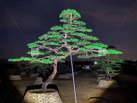 造型松基地