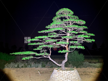 造型油松