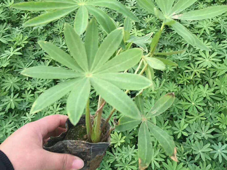 鲁冰花（羽扇豆）