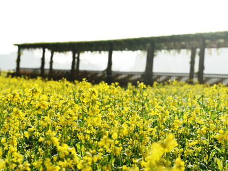油菜花花海