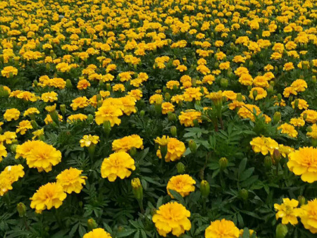 适合夏天种植的草花有哪些