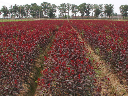 苗木移植的目的与作用