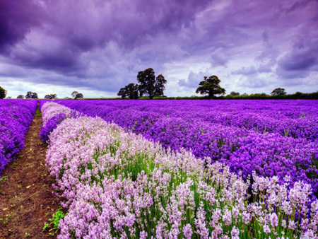 薰衣草花海