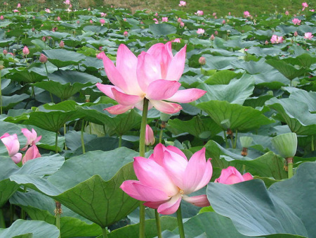 水生植物的生态作用