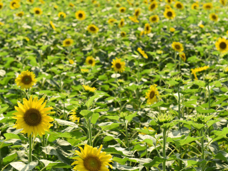 向日葵花海