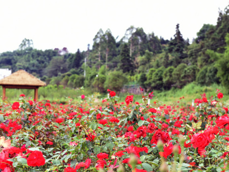 玫瑰花花海