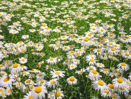 雏菊花海