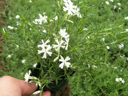 丛生福禄考(芝樱)