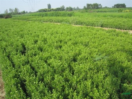 夏天苗木种植如何提高成活率？