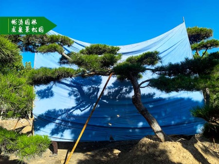 迎客松為啥成了庭院的標(biāo)配？第4點(diǎn)真讓人意外！