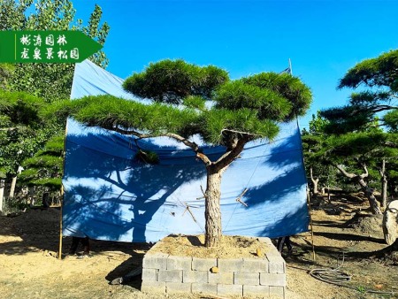 造型松树基地