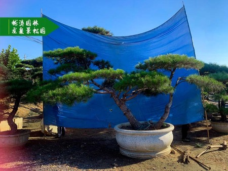 造型松怎么选才能让庭院更有格调