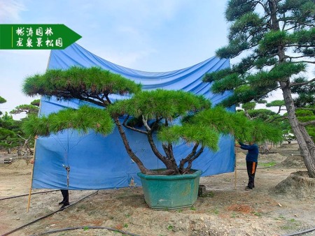 造型松基地