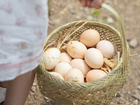 跑山鸡散养鸡蛋