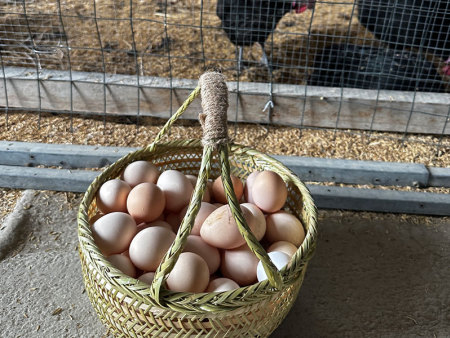 跑山鸡散养鸡蛋