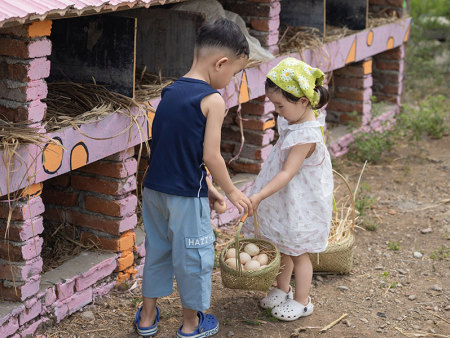 跑山鸡散养鸡蛋