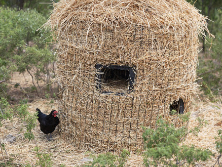 跑山鸡应该如何养殖？