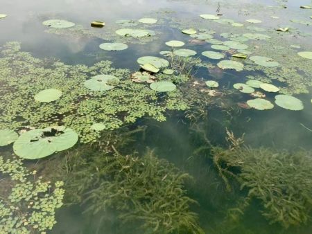 从劣Ⅴ类到Ⅲ类，洪湖底泥洗脱生态修复试验项目实现水质“三级跳”