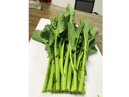 板蓝根菜苔