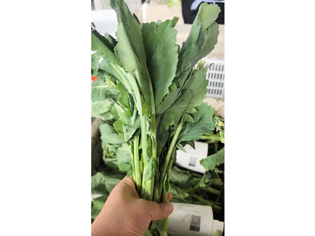 板蓝根菜苔