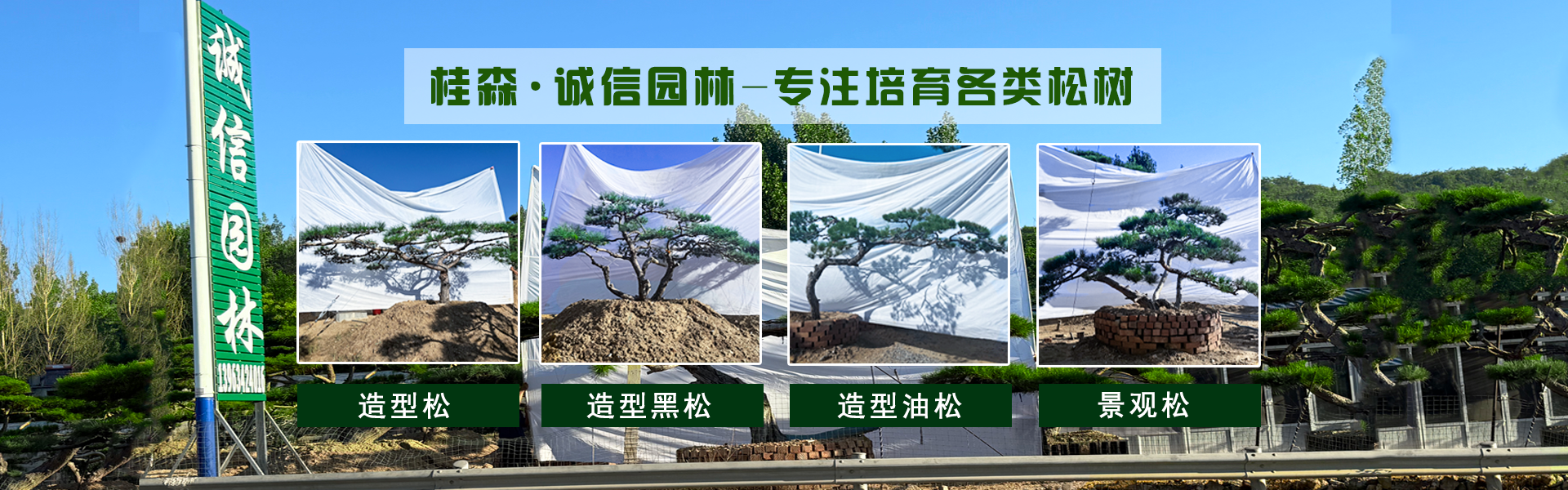 造型松