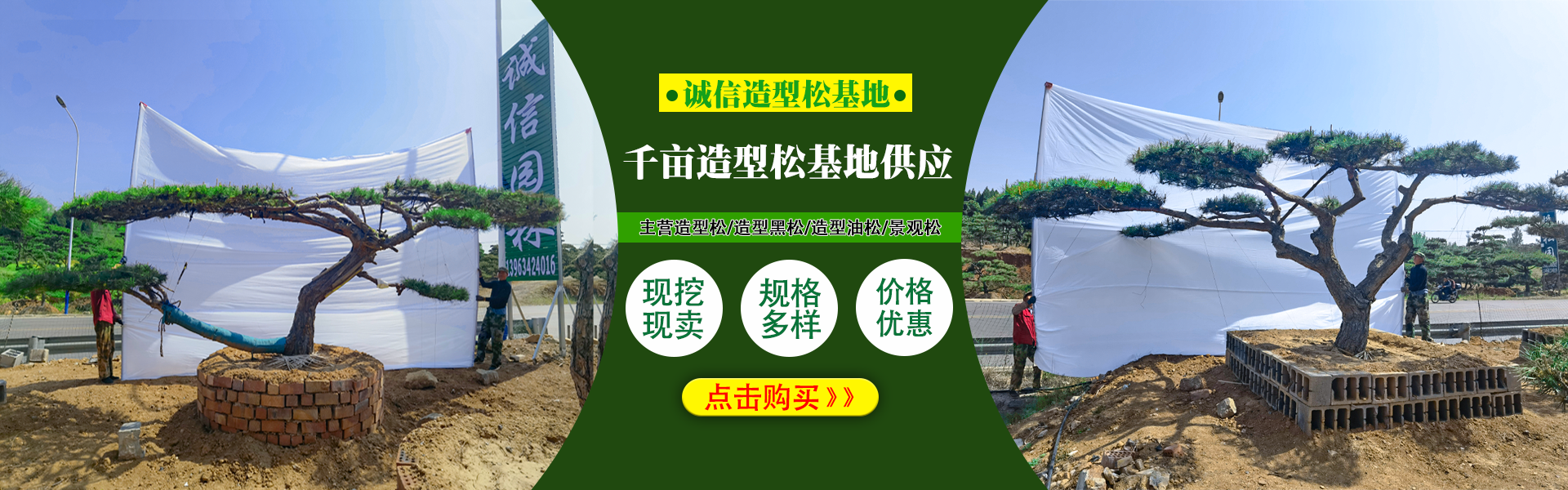 造型黑松