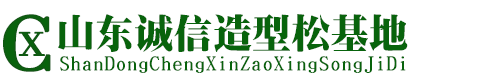 山东诚信造型景观松基地