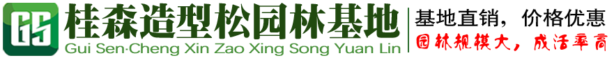 山东诚信造型景观松基地