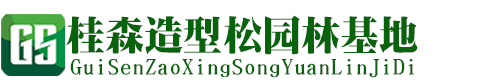 山东诚信造型景观松基地