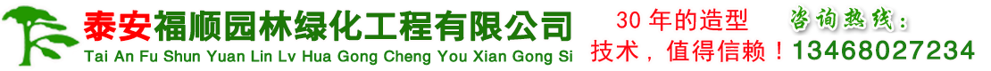 泰安福順造型松景觀松批發(fā)基地