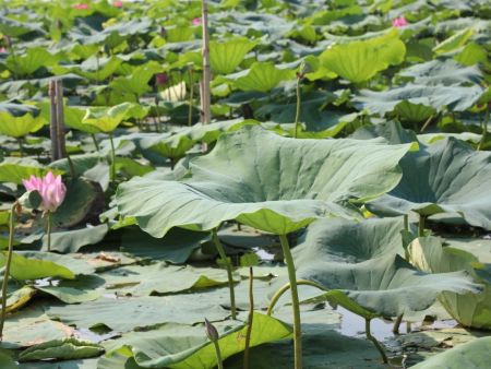 底泥洗脱技术在湖北荆州通过专家审定