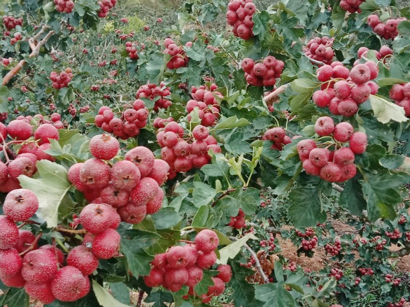 臨朐地理山楂的生長環境