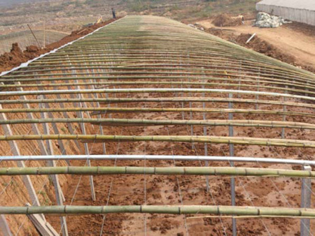Sunlight greenhouse with pillar and string structure