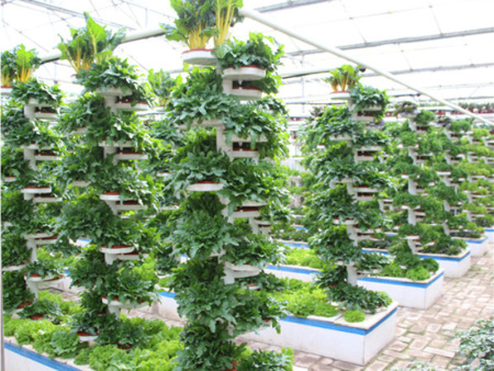 Column cultivation