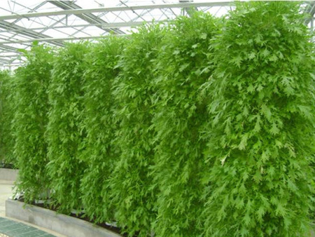 Soilless culture