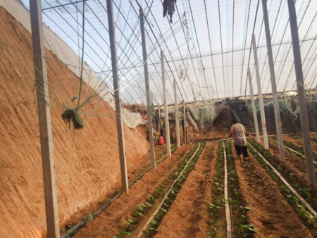 Sunlight greenhouse with pillar and string structure