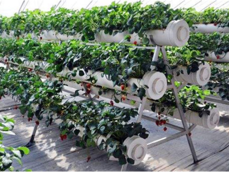 The prospect of greenhouse vegetable cultivation