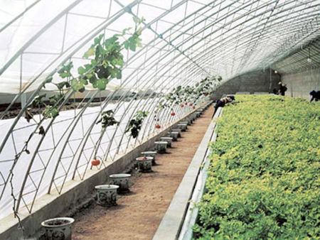 Column-free all-steel frame solar greenhouse