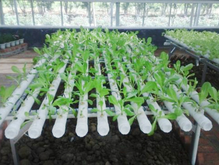 Soilless culture