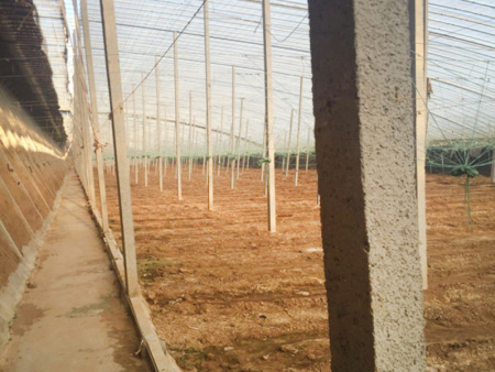 Sunlight greenhouse with pillar and string structure