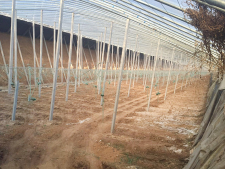 Sunlight greenhouse with pillar and string structure
